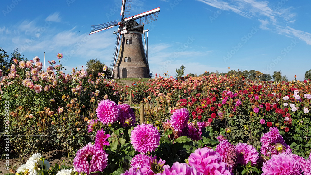 Wall mural dahlia flowers and windmill in holland