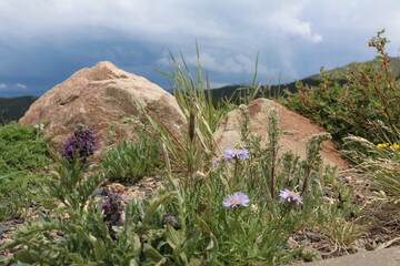 Mount Goliath Natural Area, Mount Evans Colorado