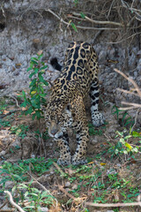 Male Jaguar (Panthera onca) going down the riverbank, Cuiaba river, Pantanal, Mato Grosso, Brazil