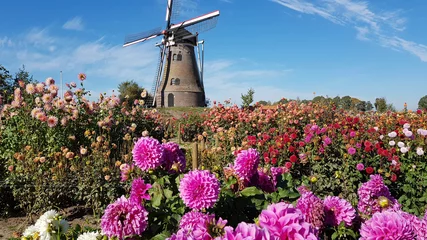 Fototapeten Dahlia flowers and windmill in Holland © Ingrid