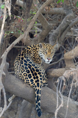 Young Jaguar (Panthera onca) in a tree, Cuiaba river, Pantanal, Mato Grosso, Brazil