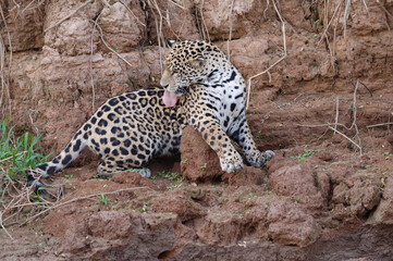 Young Jaguar (Panthera onca) on a riverbank, Cuiaba river, Pantanal, Mato Grosso, Brazil
