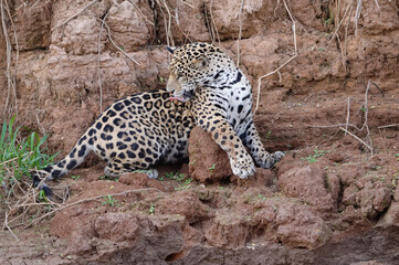 Fototapeta na wymiar Young Jaguar (Panthera onca) on a riverbank, Cuiaba river, Pantanal, Mato Grosso, Brazil