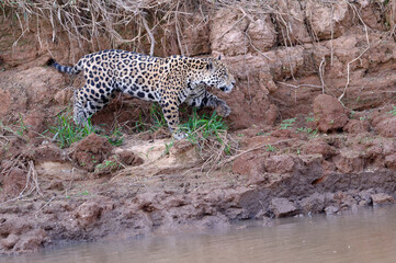 Fototapeta na wymiar Young Jaguar (Panthera onca) walking on a riverbank, Cuiaba river, Pantanal, Mato Grosso, Brazil