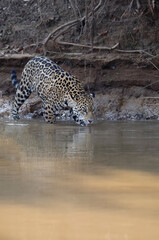 Fototapeta na wymiar Young Jaguar (Panthera onca) drinking water, Cuiaba river, Pantanal, Mato Grosso, Brazil