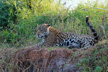Female Jaguar (Panthera onca) laying on a riverbank, Cuiaba river, Pantanal, Mato Grosso, Brazil