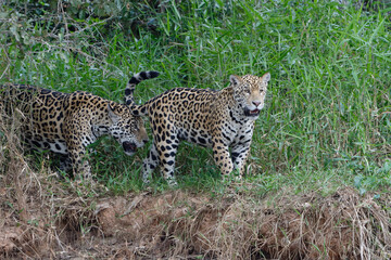 Naklejka na ściany i meble Jaguars (Panthera onca), Adult female walking with young on riverbank, Cuiaba river, Pantanal, Mato Grosso State, Brazil
