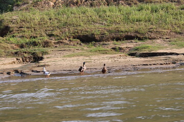 Duck on the bank of river