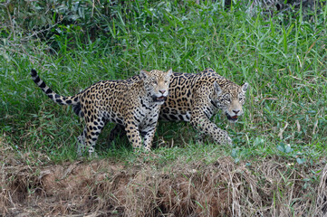 Jaguars (Panthera onca), Adult female walking with young on riverbank, Cuiaba river, Pantanal, Mato Grosso State, Brazil