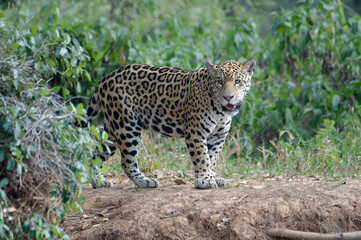 Young jaguar (Panthera onca) on riverbank, Cuiaba river, Pantanal, Mato Grosso State, Brazil