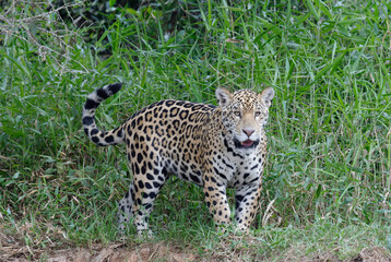 Young jaguar (Panthera onca) on riverbank, Cuiaba river, Pantanal, Mato Grosso State, Brazil