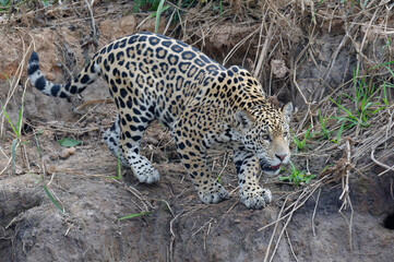 Young jaguar (Panthera onca) stalking on riverbank, Cuiaba river, Pantanal, Mato Grosso State, Brazil