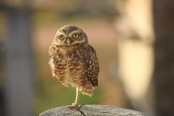 Búho de cerca parado en una pata con cara de intriga en  Punta del diablo Uruguay