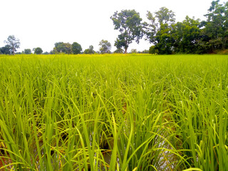 Green rice fields and rice fields in the background
