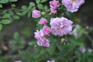 Fototapeta premium Roses bloom in the garden