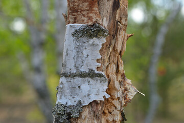 Morsche Birke mit abfallender Rinde