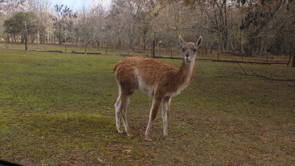 Vicuña en naturaleza