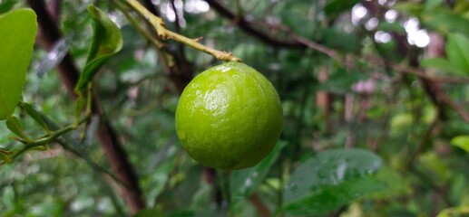 Lime on tree
