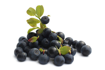 Ripe bilberries with green leaves