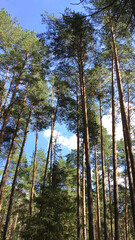 Obraz premium High tops of pine trees against blue sky and white clouds background. Russia, Ural. Ship pines.
