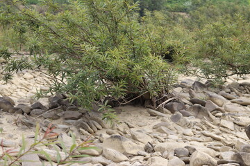Stone of sangu at Bandarban