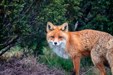 Wildlife portrait of red fox, vulpes vulpes during night and midnight sun i norway.