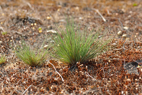 Blauschwingel (Festuca cinerea)