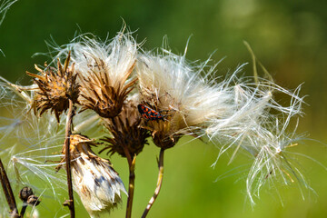 Kowal bezskrzydły na dmuchawcu © calibanx