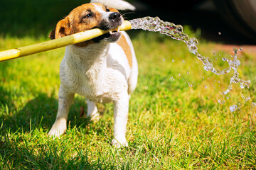 happy jack russell terrier holding a watering hose in his teeth from which a stream of water runs...