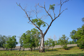 Fototapeta na wymiar Beautiful tree plantation and green grass under blue skies 