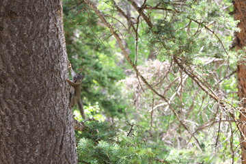 Mount Sneffels blue lake trail Ridgway Colorado