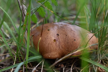 Nature