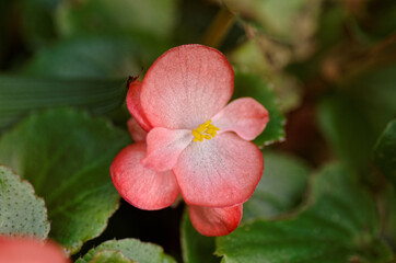 yellow and red flower