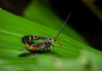 Strange long mouth insect in nature