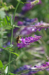 a rifleman bee with purple rifle