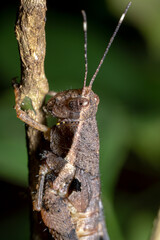 Close up of a brown grasshopper in forest