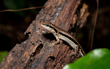 Cute skink in the natural forest in Thailand