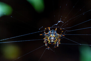 Spiny Orb Weaver in forest