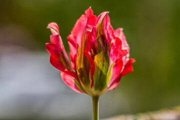 red tulip flower