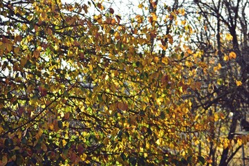 branches with colorful autumn leaves in the forest