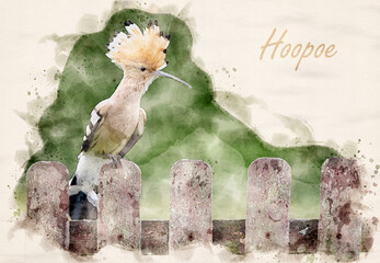 Eurasian hoopoe bird close up ( Upupa epops ) waterpaint