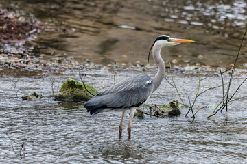 great blue heron in the water