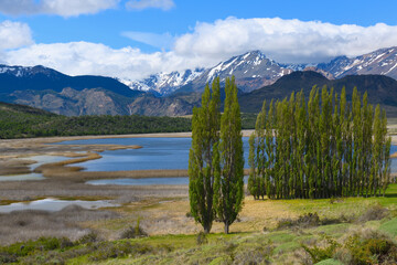 Poplar trees in front of the Andes, Patagonia National Park, Chacabuco valley near Cochrane, Aysen...