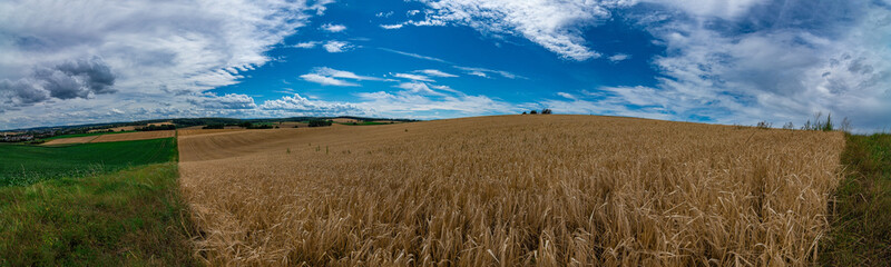 Panorama of a wheat field with a blue sky and white clouds in the background