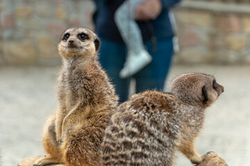 Meerkats