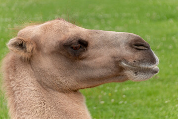 Fototapeta premium camels