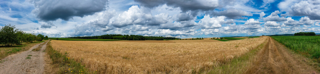 Obraz premium Panorama of a wheat field with a blue sky and white clouds in the background