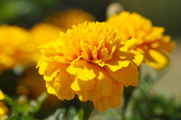 yellow flower of calendula