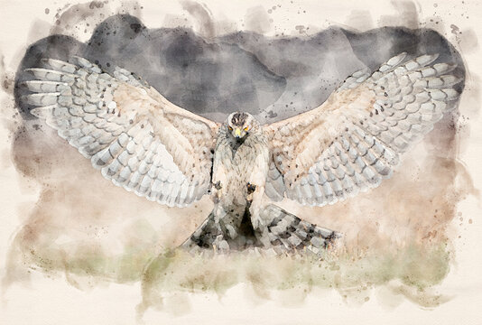 Northern goshawk (Accipiter gentilis) attacking waterpaint image