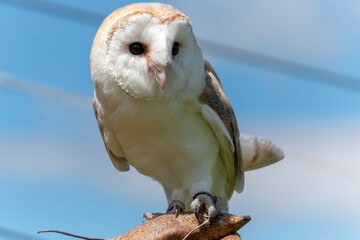 Barn Owl
